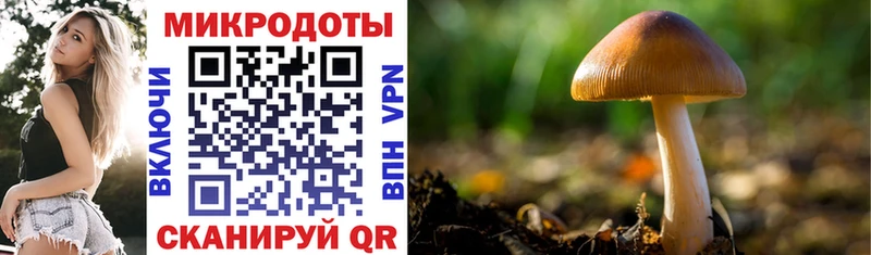Галлюциногенные грибы Psilocybe закладки Лыткарино